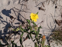 Crocanthemum corymbosum