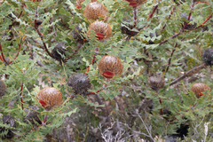 Banksia baxteri