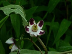 Cynanchum annularium