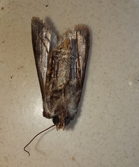 Agrotis segetum
