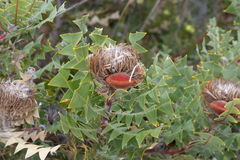 Banksia baxteri