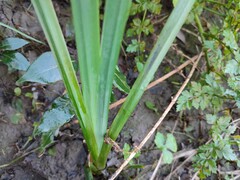 Iris pseudacorus
