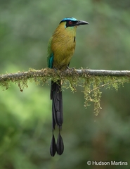 Momotus aequatorialis