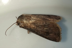 Agrotis segetum