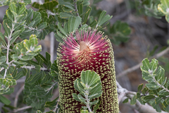 Banksia praemorsa