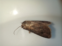 Agrotis segetum