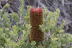 Banksia praemorsa