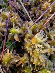 Sphagnum pulchrum