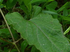 Cynanchum annularium