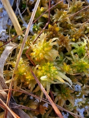 Sphagnum pulchrum