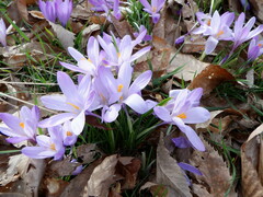 Crocus neapolitanus