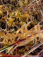 Sphagnum pulchrum