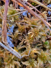 Sphagnum pulchrum