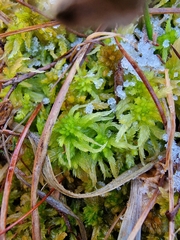 Sphagnum pulchrum