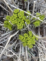 Lomatium parryi