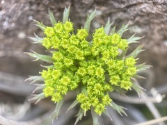 Lomatium parryi