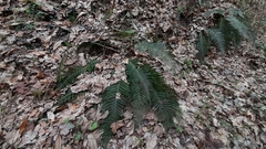 Polystichum aculeatum