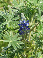 Lupinus cosentinii