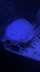 Bathynomus giganteus
