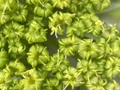 Lomatium parryi