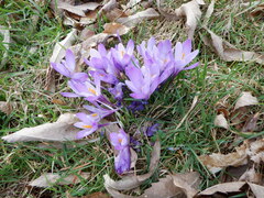 Crocus neapolitanus