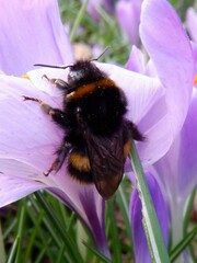 Bombus terrestris