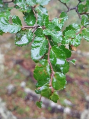 Nothofagus antarctica