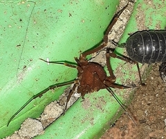 Krateromaspis dilatata