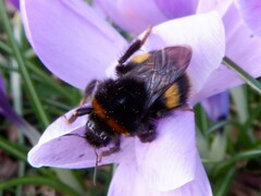Bombus terrestris