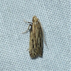 Spinitibia hodgesi