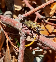 Retrachydes thoracicus