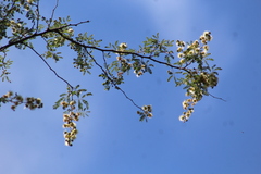 Havardia mexicana
