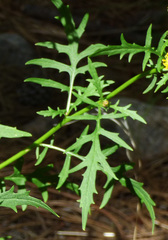 Senecio eremophilus macdougalii
