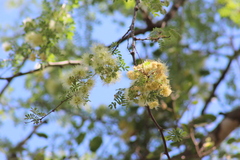 Havardia mexicana