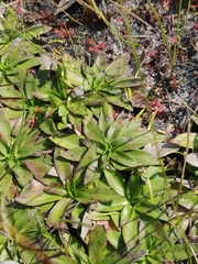 Carphephorus carnosus