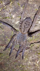Ctenidae