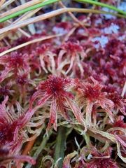 Sphagnum rubellum