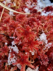 Sphagnum rubellum