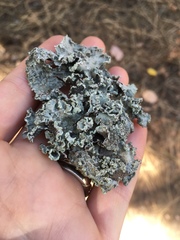 Platismatia wheeleri