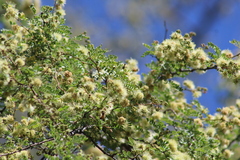 Havardia mexicana