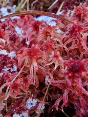 Sphagnum rubellum