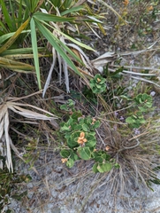 Lyonia fruticosa