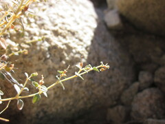 Euphorbia jaegeri