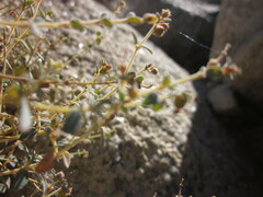Euphorbia jaegeri