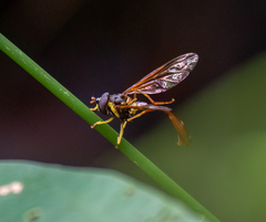 Salpingogaster
