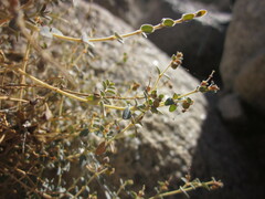 Euphorbia jaegeri
