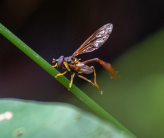 Salpingogaster