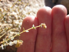 Euphorbia jaegeri