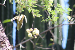 Havardia mexicana