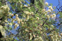 Havardia mexicana